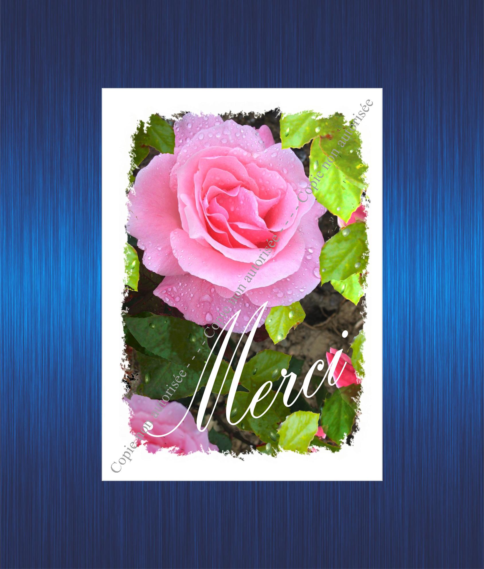 112-merci-rose-rose-pour-site-2023-63b97a595089c986734224.jpg